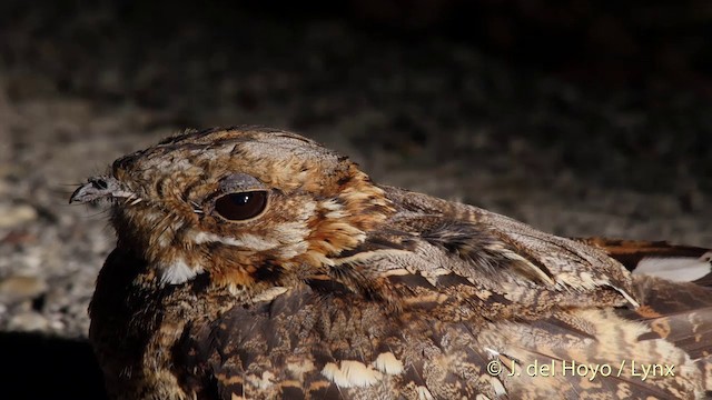 Red-necked Nightjar - ML201505161