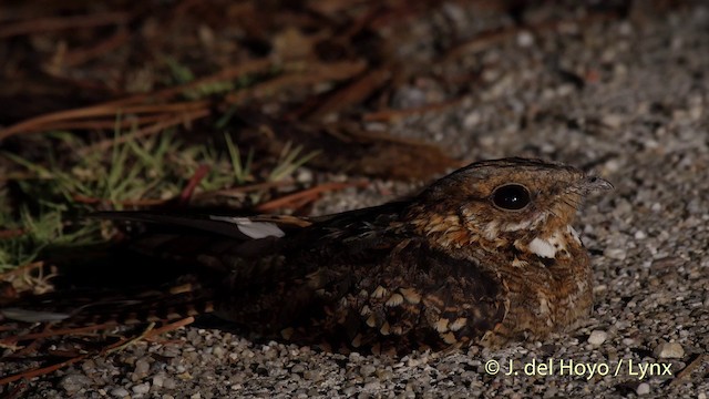 Chotacabras Cuellirrojo - ML201505171