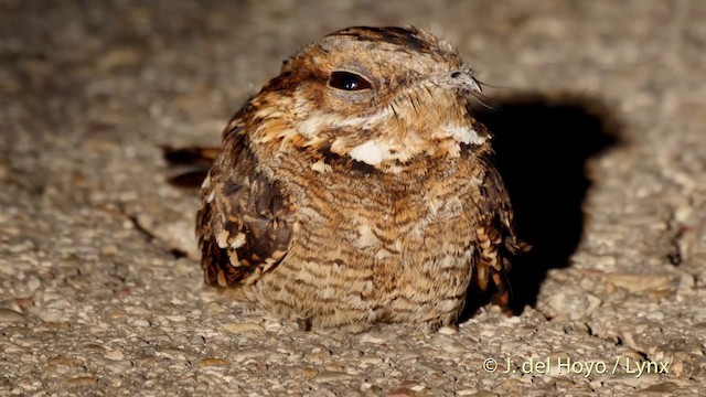 Red-necked Nightjar - ML201505181