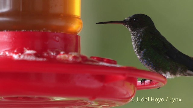 kolibrík ocelovořitý - ML201505231