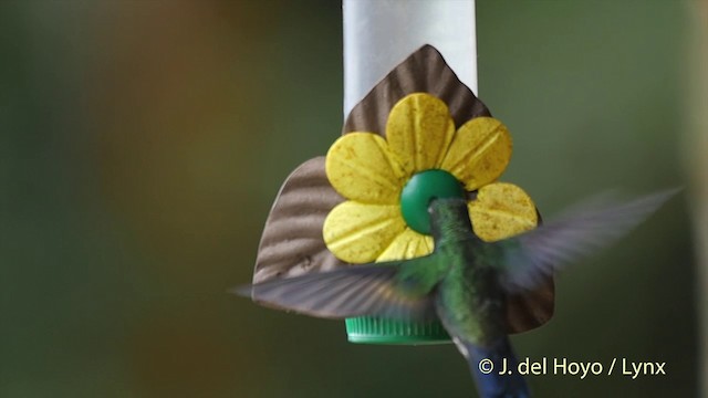 Steely-vented Hummingbird - ML201505241