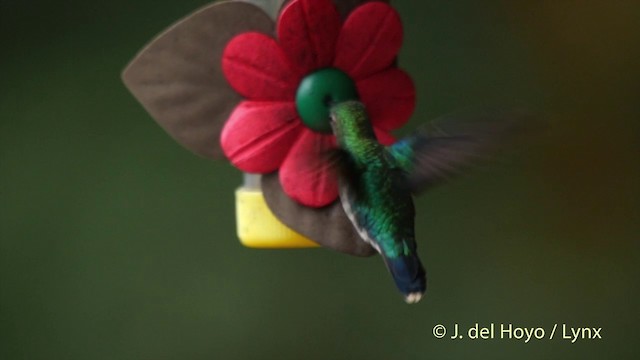 Crowned Woodnymph (Green-crowned) - ML201505251