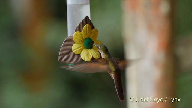 Fawn-breasted Brilliant - ML201505281