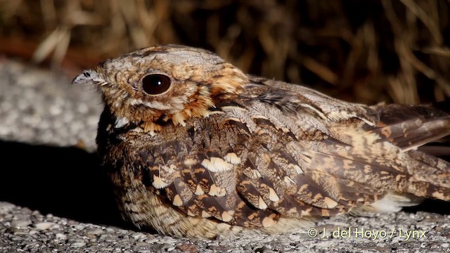 Red-necked Nightjar - ML201505291