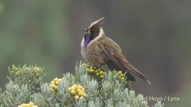 Colibrí Chivito del Nevado del Ruiz - ML201505451