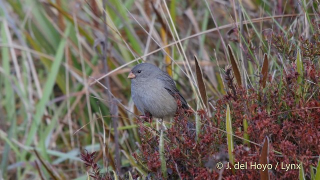 Plain-colored Seedeater - ML201505491