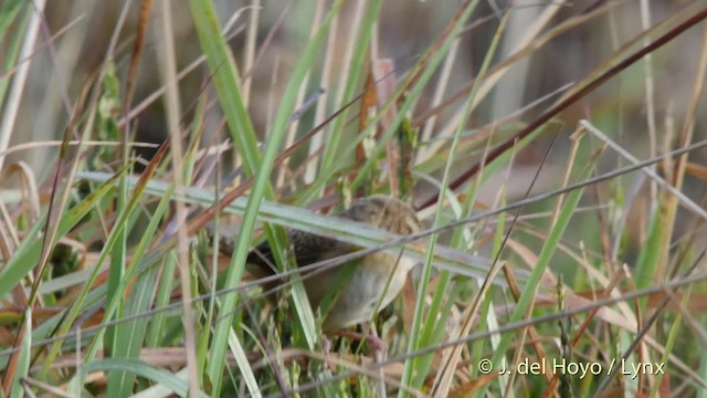 Grass Wren (Paramo) - ML201505501