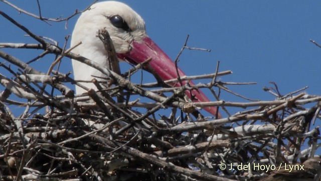 White Stork - ML201505811