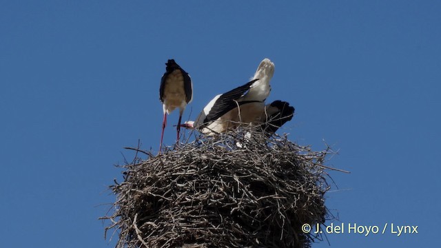 White Stork - ML201505821