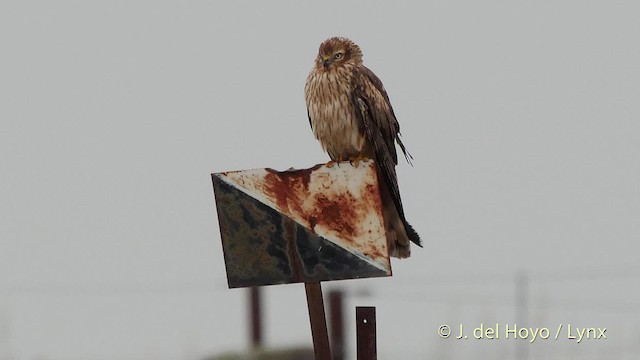 Montagu's Harrier - ML201505831