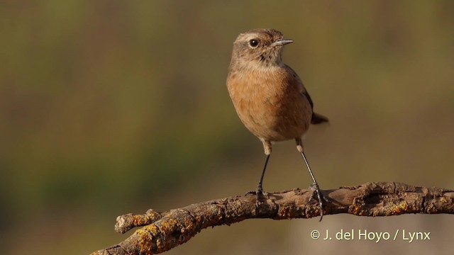 European Stonechat - ML201505871