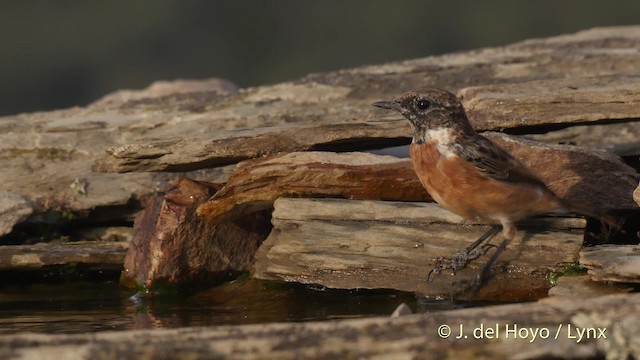 European Stonechat - ML201505881