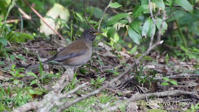 シロハラ - ML201506011