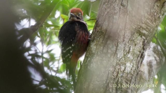 White-backed Woodpecker (Amami) - ML201506081