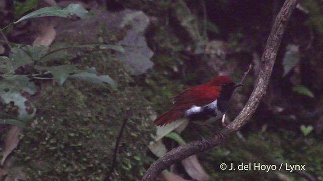 Ryukyu Robin - ML201506091