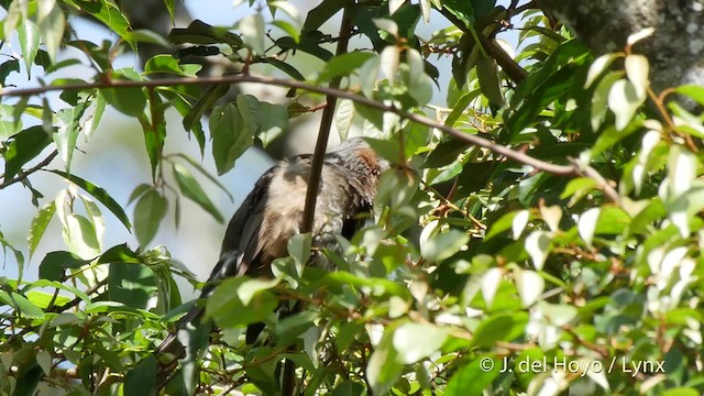 Bulbul à oreillons bruns - ML201506101