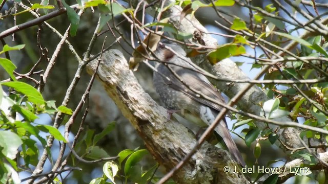 Brown-eared Bulbul - ML201506121