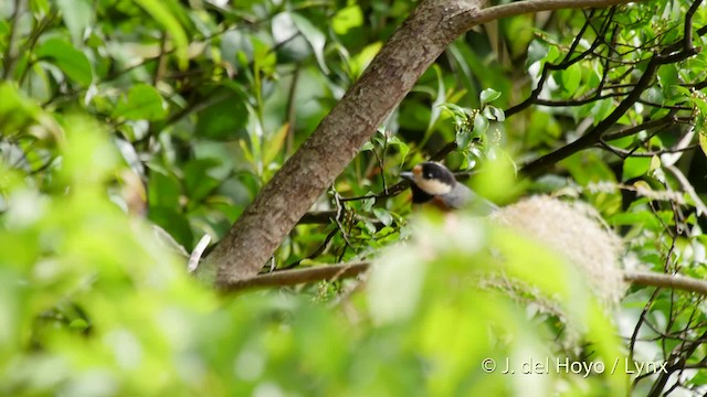 Varied Tit - ML201506141