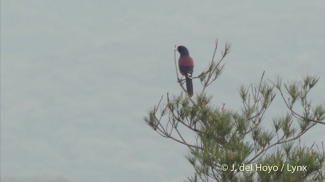 Lidth's Jay - ML201506251