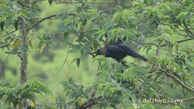 巨嘴鴉(macrorhynchos群) - ML201506271