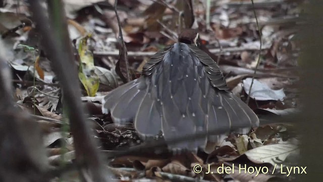 Cuclillo Faisán - ML201506321