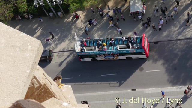 sokol stěhovavý (ssp. brookei) - ML201506341