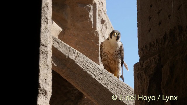 Peregrine Falcon (Mediterranean) - ML201506351