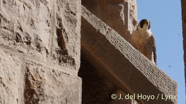 Peregrine Falcon (Mediterranean) - ML201506361