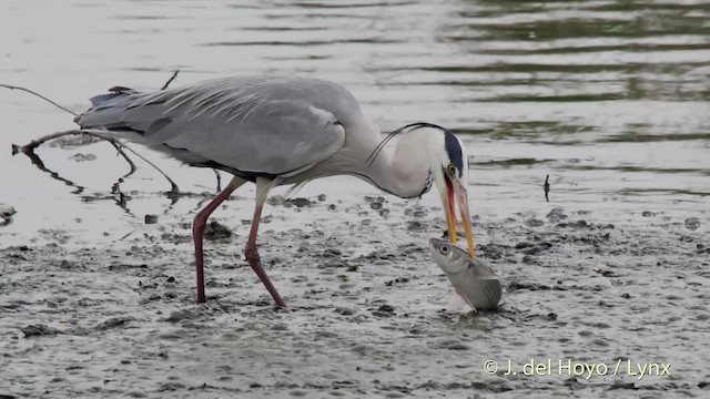 Gray Heron (Gray) - ML201506411