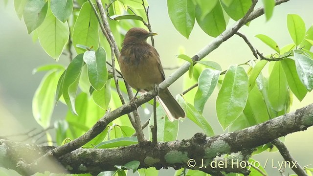 Clay-colored Thrush - ML201506581