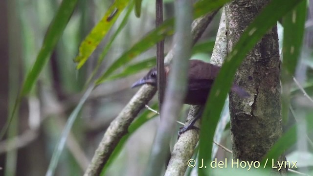 Song Wren - ML201506671