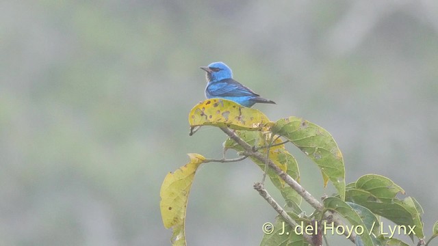 Blue Dacnis - ML201506691