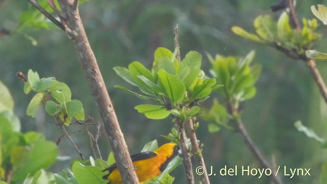 Yellow-backed Oriole - ML201506711