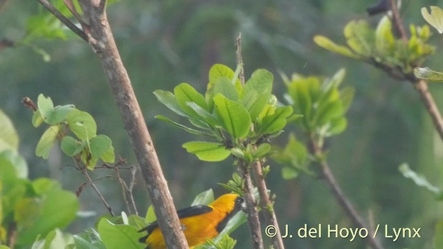 Yellow-backed Oriole - ML201506711