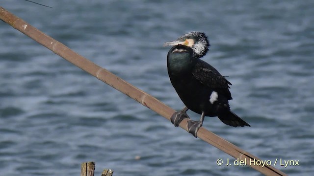 Great Cormorant (Eurasian) - ML201506741