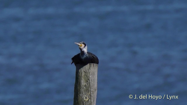 Cormorán Grande (euroasiático) - ML201506751