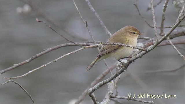 Common Chiffchaff (Common) - ML201506761