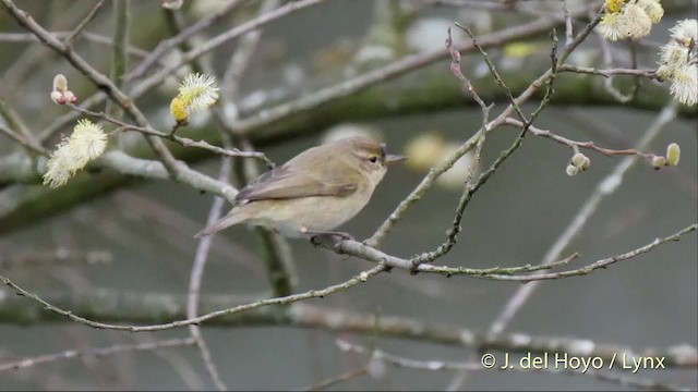 Common Chiffchaff (Common) - ML201506771