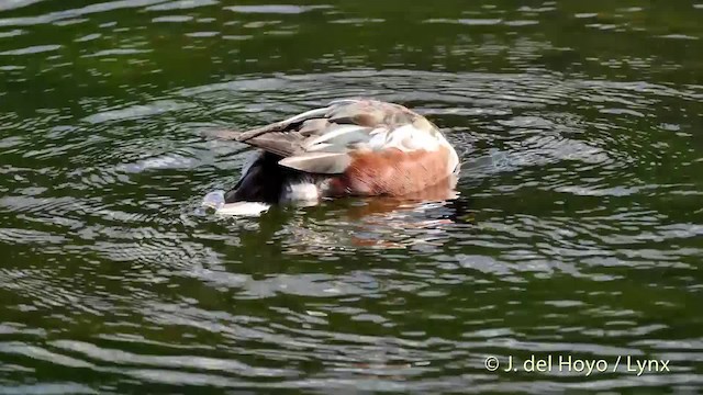 Northern Shoveler - ML201506811