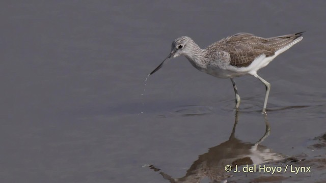 Common Greenshank - ML201506831