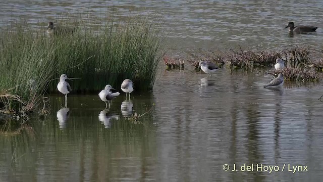 Common Greenshank - ML201506841