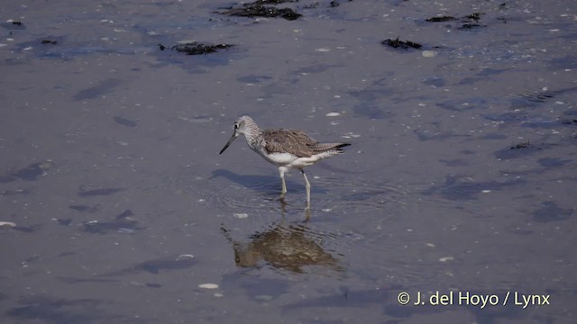 Common Greenshank - ML201506851