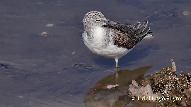 Common Greenshank - ML201506861