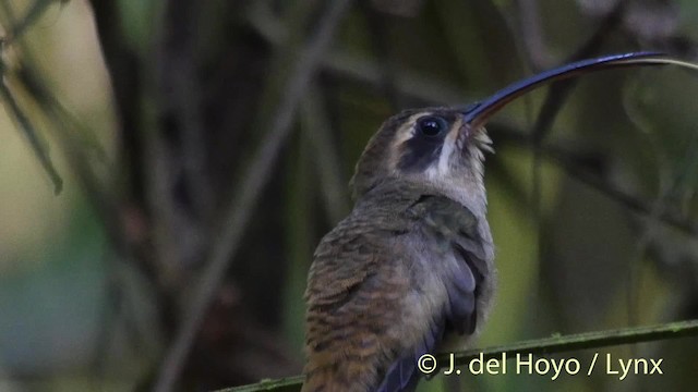 Long-billed Hermit (Central American) - ML201506921