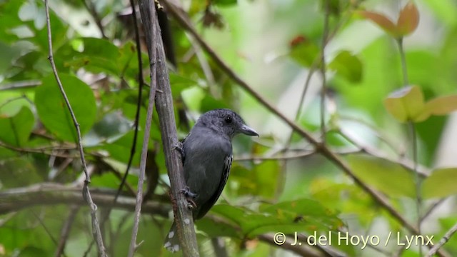 Black-crowned Antshrike - ML201506931