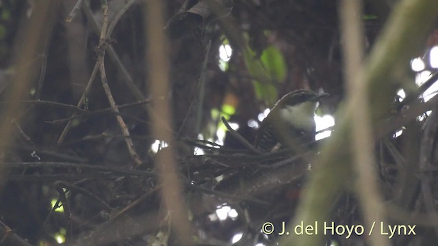 Black-bellied Wren - ML201506941