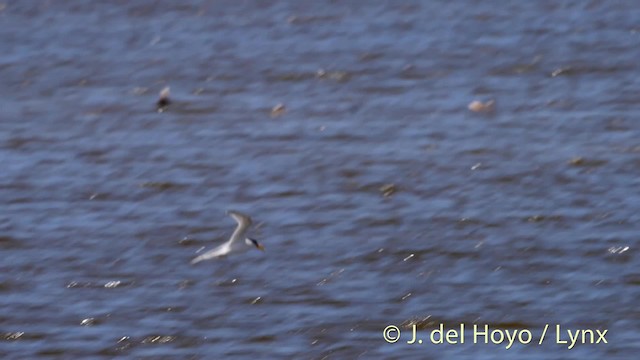 Least Tern - ML201506961