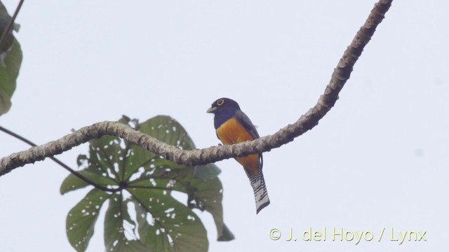 Gartered Trogon - ML201506971