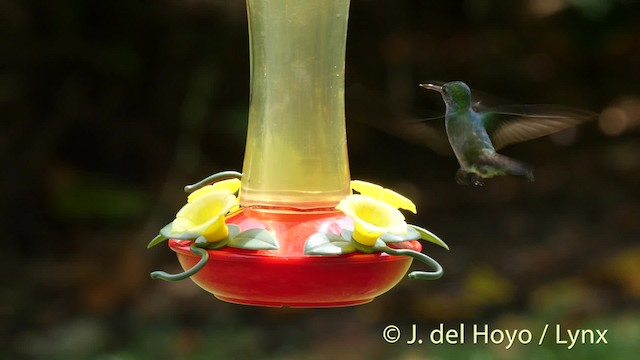 Blue-chested Hummingbird - ML201506981