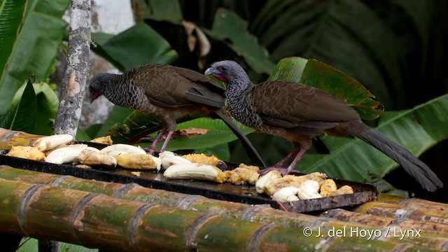 Colombian Chachalaca - ML201507041